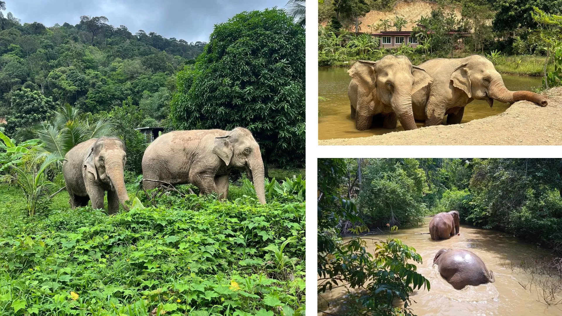 Koh Lanta Animal Welfare